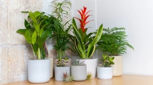 desk-plants